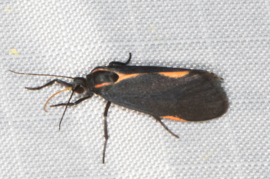 Juanita's Lichen Moth
