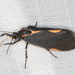 Juanita's Lichen Moth - Photo (c) BJ Stacey, some rights reserved (CC BY-NC)