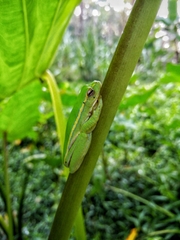 Rhacophorus lateralis