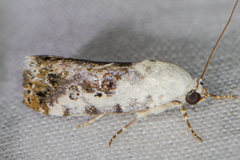 Acontiinae