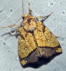 Papaipema rigida