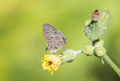 Leptotes pirithous