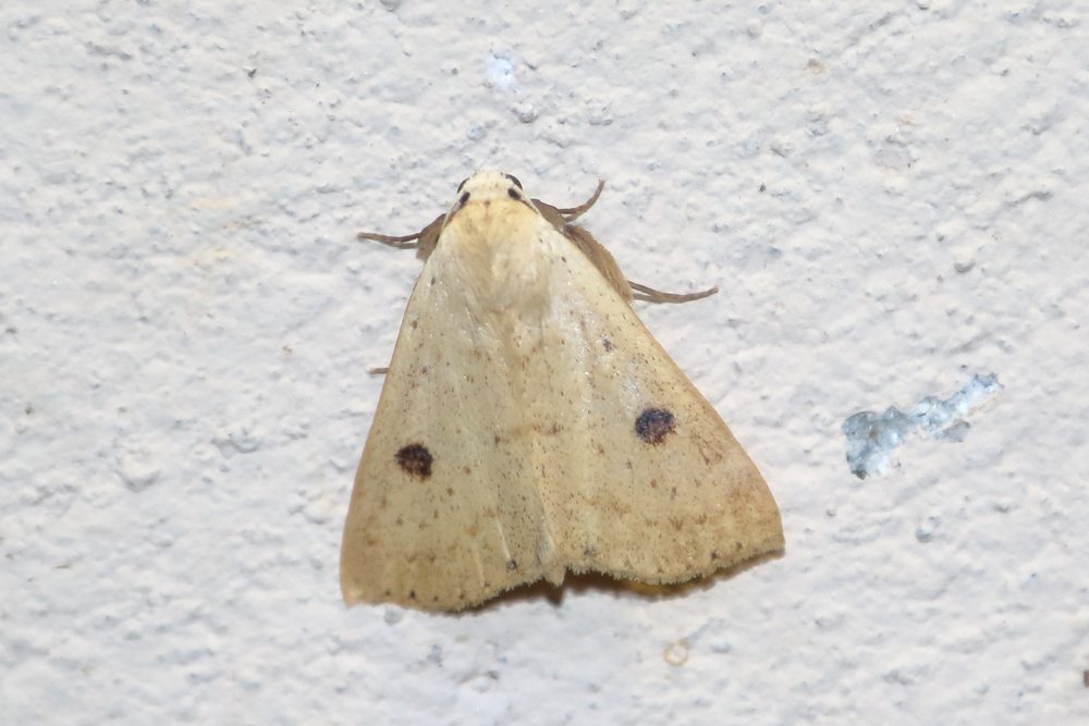 Herminodes madrina