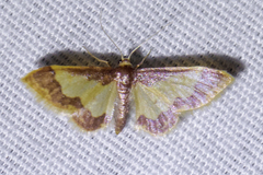 Idaea basinta