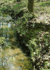 Hydrocotyle ranunculoides