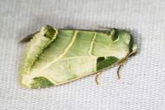 Heminocloa mirabilis