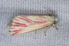 Lythrodes radiatus