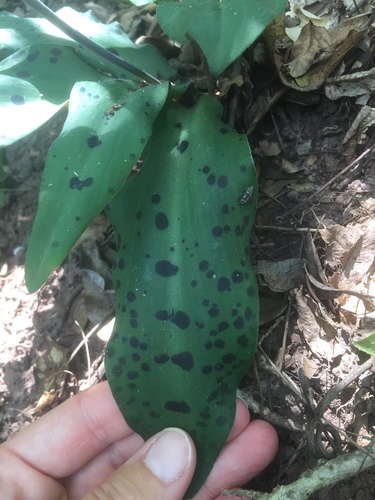 Resnova humifusa