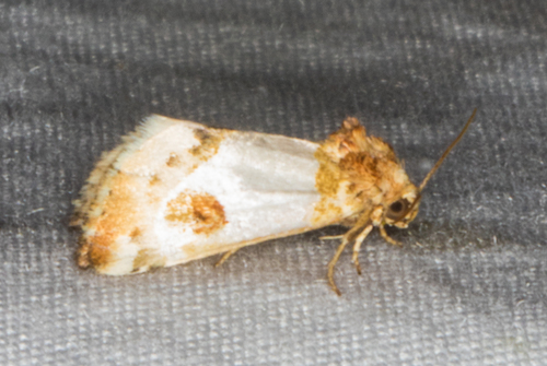 Schinia oculata Smith, 1900