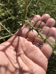 Salsola