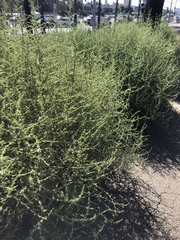 Salsola