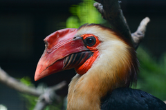 Writhed Hornbill photo 1