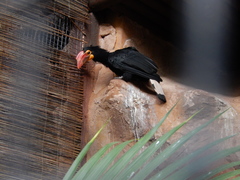 Writhed Hornbill photo 4