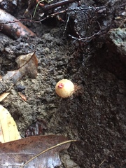 Calostoma ravenelii ravenelii