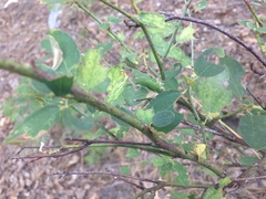 Ceanothus integerrimus macrothyrsus