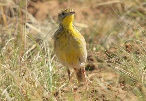 Yellow-breasted Pipit (Hemimacronyx chloris), photo 3