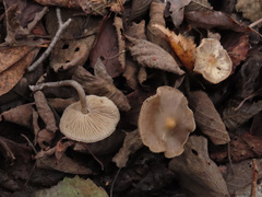 Myochromella boudieri