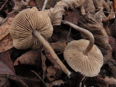 Myochromella boudieri