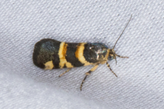 Spragueia funeralis