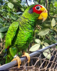 Amazona xantholora