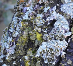 Parmelina carporrhizans