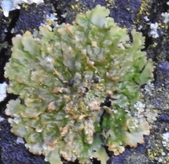 Melanelixia glabratula