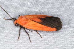 Ptychoglene coccinea