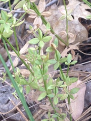 Galium porrigens