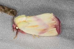 Thurberiphaga diffusa