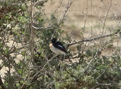 Saxicola maurus hemprichii