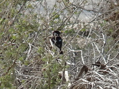 Saxicola maurus hemprichii