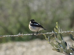 Saxicola maurus hemprichii