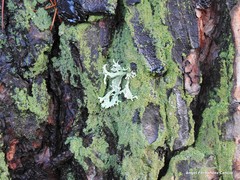 Physconia perisidiosa