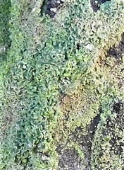 Physconia perisidiosa