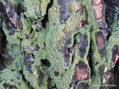 Physconia perisidiosa