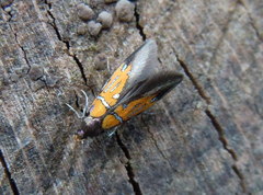 Schiffermuelleria schaefferella