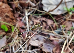 Diplacodes trivialis