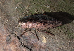 Dicerca berolinensis