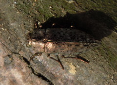 Dicerca berolinensis