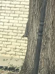 Sciurus carolinensis