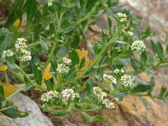 Lepidium crassum