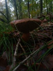 Boletaceae