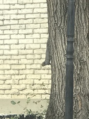 Sciurus carolinensis
