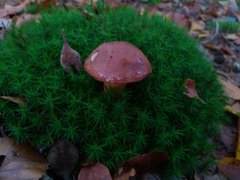 Boletaceae