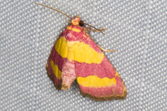 Phoenicophanta bicolor