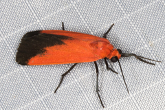 Ptychoglene coccinea