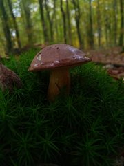Boletaceae