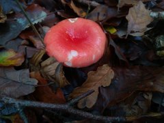 Russula