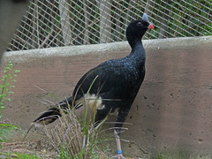 Helmeted Curassow photo 4