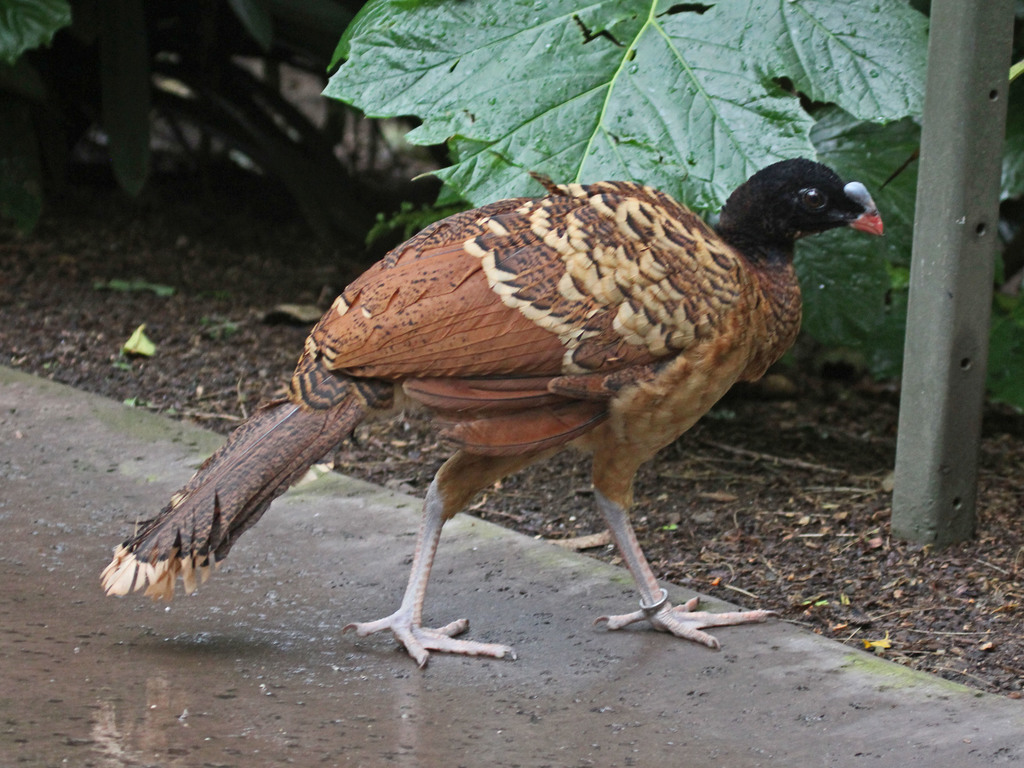 Casqued Curassows
